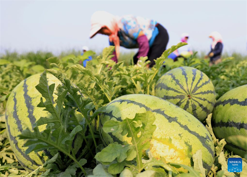 Des agriculteurs récoltent des pastèques dans un champ du village de Dawuzhuanghu, dans le canton de Dongtianzhuang du district de Fengnan, à Tangshan, dans la province du Hebei (nord de la Chine), le 9 juillet 2025. (Yang Shiyao/Xinhua)