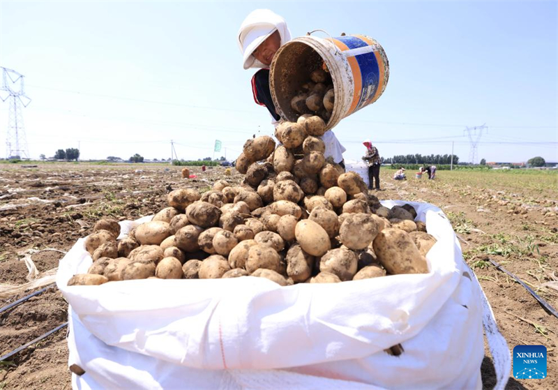 Hebei : le développement agricole stimule la revitalisation rurale à Tangshan