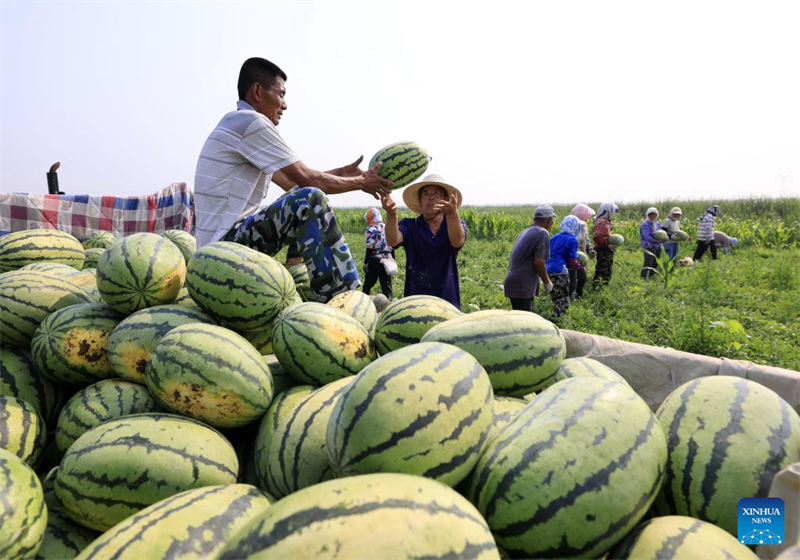 Hebei : le développement agricole stimule la revitalisation rurale à Tangshan