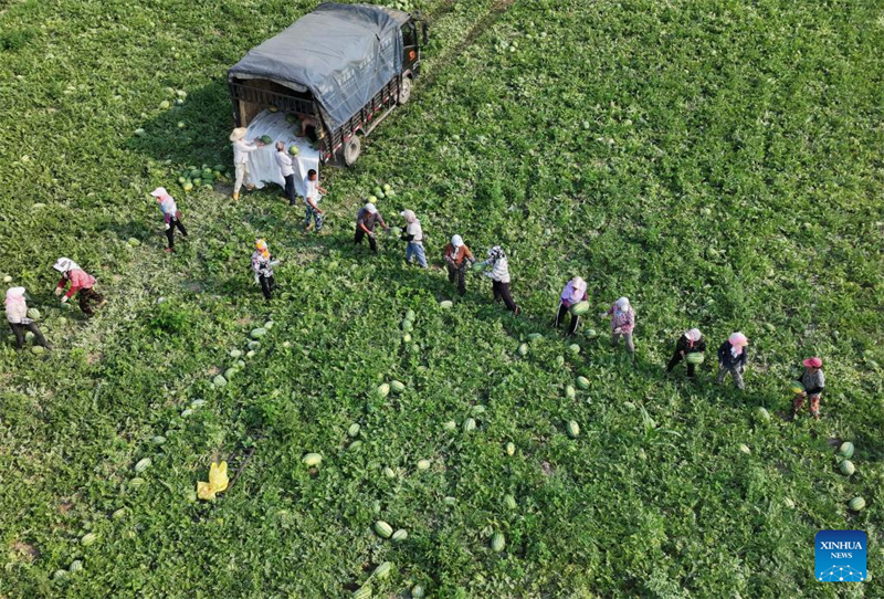 Hebei : le développement agricole stimule la revitalisation rurale à Tangshan