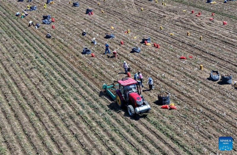 Hebei : le développement agricole stimule la revitalisation rurale à Tangshan