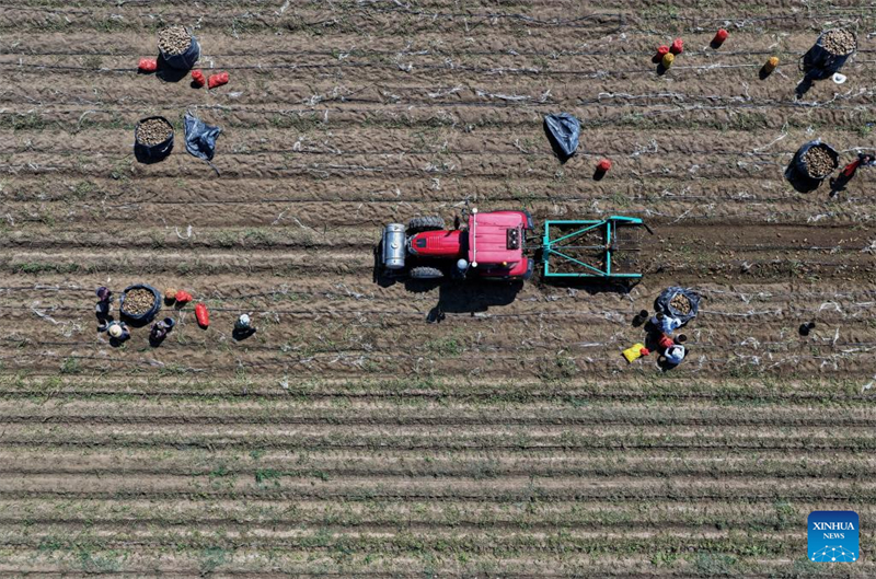 Hebei : le développement agricole stimule la revitalisation rurale à Tangshan