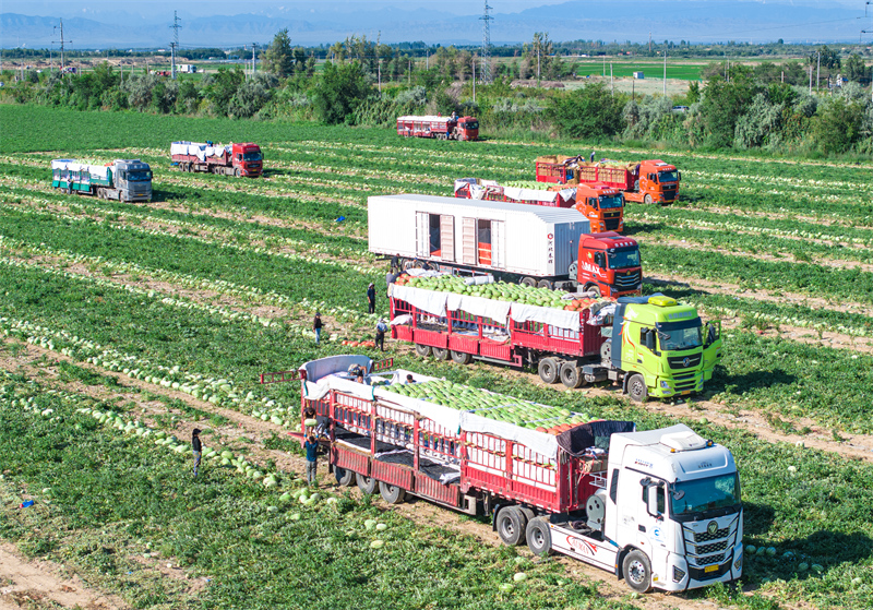 Xinjiang : les pastèques de Changji se vendent bien dans toute la Chine