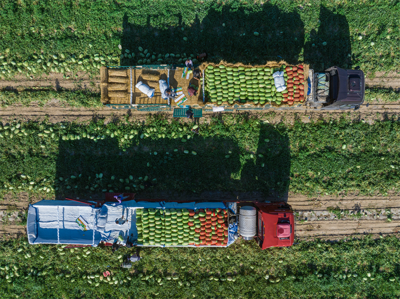 Xinjiang : les pastèques de Changji se vendent bien dans toute la Chine