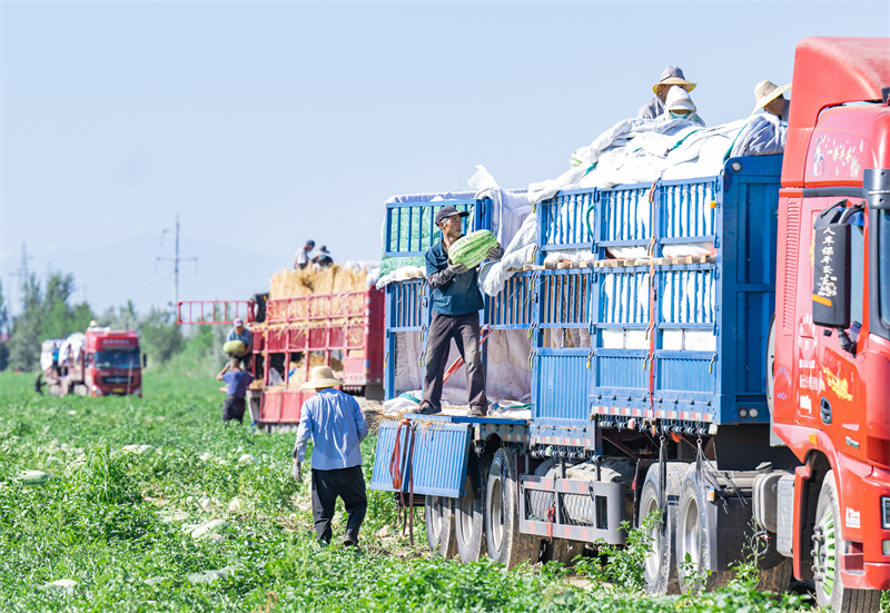Xinjiang : les pastèques de Changji se vendent bien dans toute la Chine