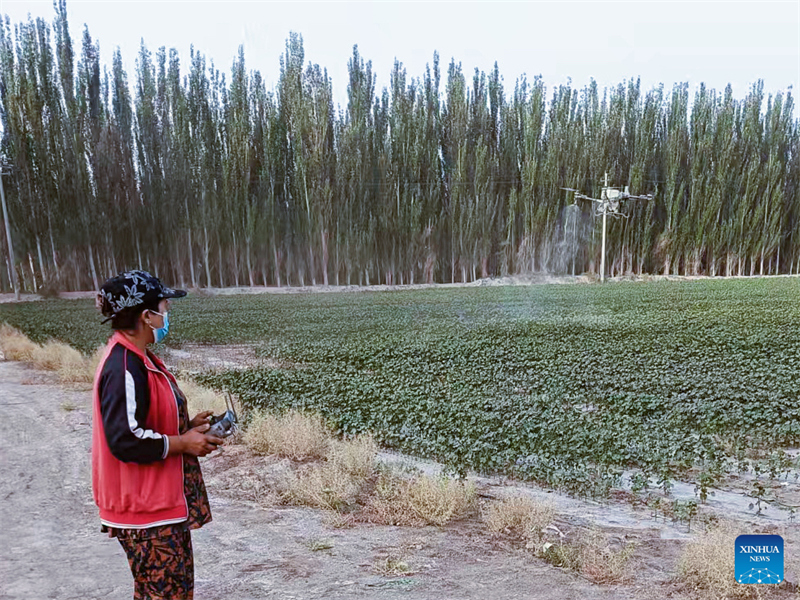 Xinjiang : à Kachgar, les drones propulsent l'automatisation de la culture du coton vers de nouveaux sommets