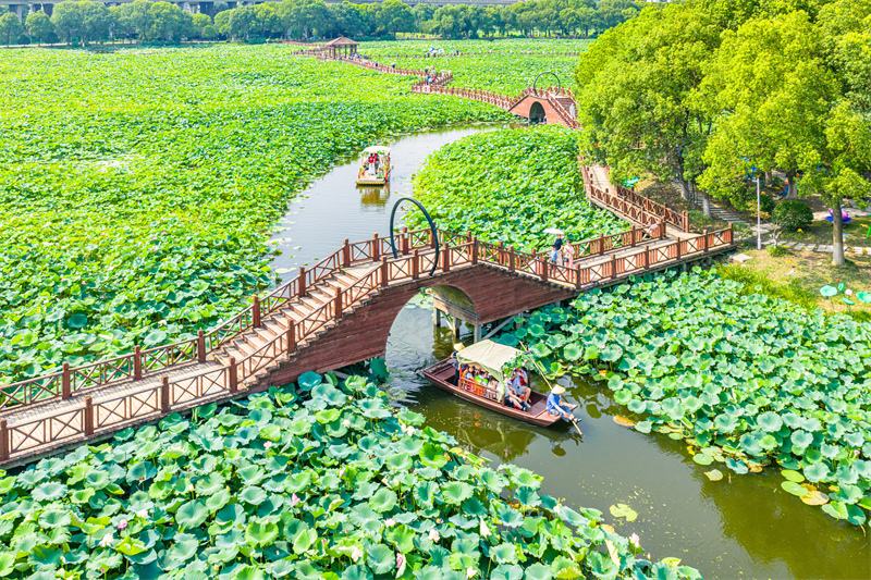 Jiangsu : la beauté des lotus en été à Suzhou