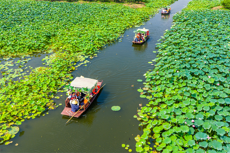 Jiangsu : la beauté des lotus en été à Suzhou