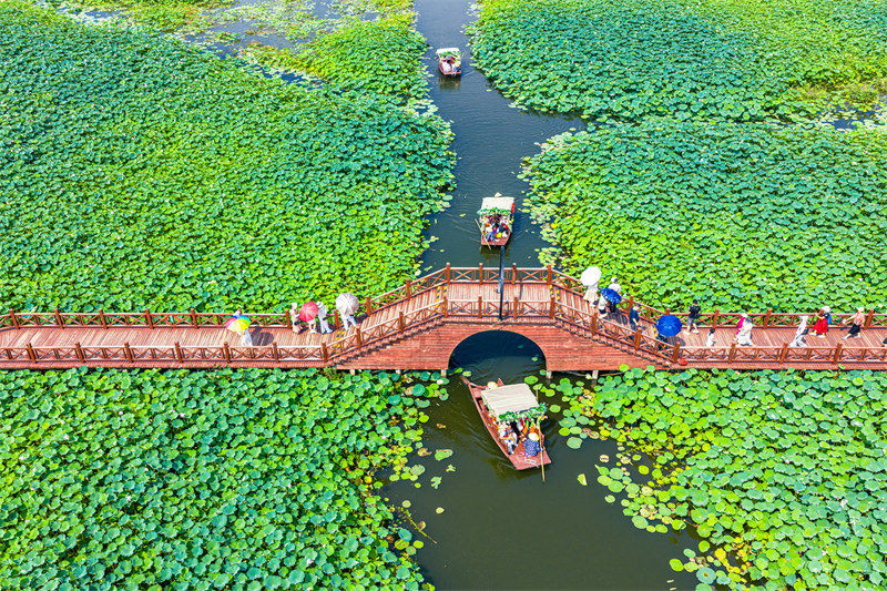 Jiangsu : la beauté des lotus en été à Suzhou