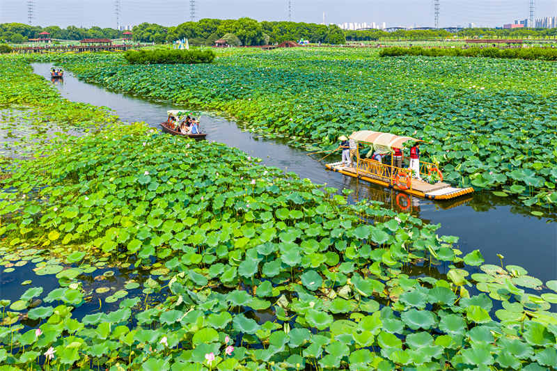 Jiangsu : la beauté des lotus en été à Suzhou