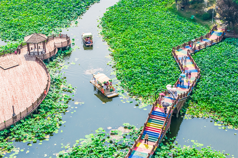 Jiangsu : la beauté des lotus en été à Suzhou