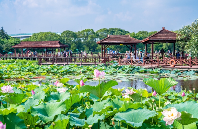 Jiangsu : la beauté des lotus en été à Suzhou