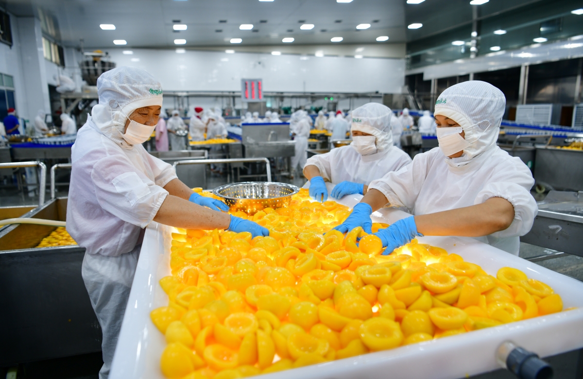 Hubei : le traitement des pêches jaunes aide les agriculteurs de Zigui à augmenter leurs revenus