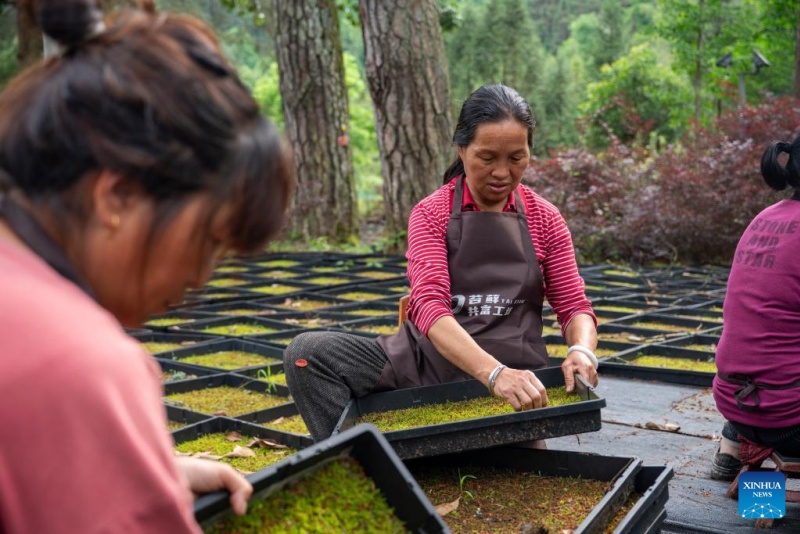 Zhejiang : les plantes en pot ouvrent la voie à la prospérité dans les régions montagneuses de Jingning