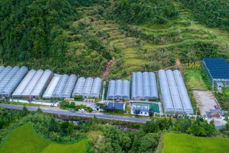 Zhejiang : les plantes en pot ouvrent la voie à la prospérité dans les régions montagneuses de Jingning