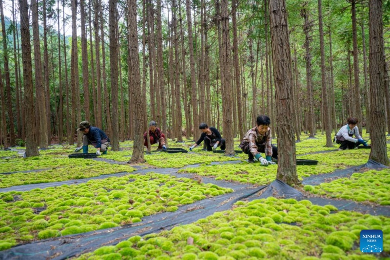 Zhejiang : les plantes en pot ouvrent la voie à la prospérité dans les régions montagneuses de Jingning