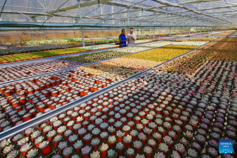 Zhejiang : les plantes en pot ouvrent la voie à la prospérité dans les régions montagneuses de Jingning