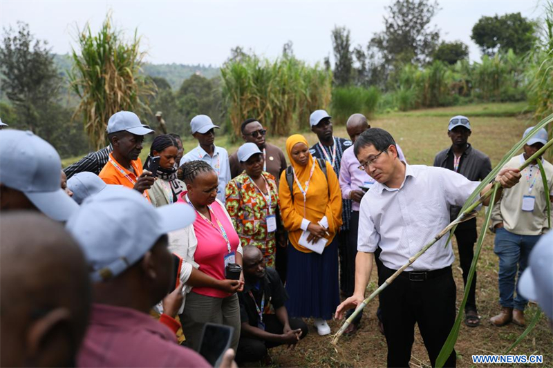 Rwanda : la technologie Juncao