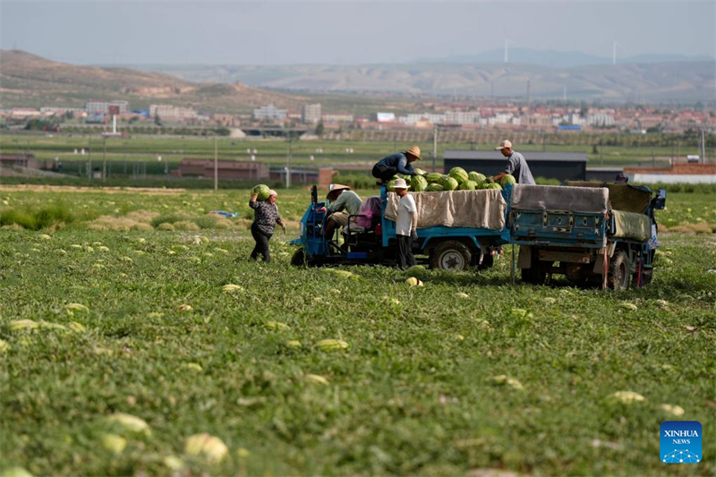Ningxia : les pastèques Xisha stimulent l'économie rurale à Zhongwei
