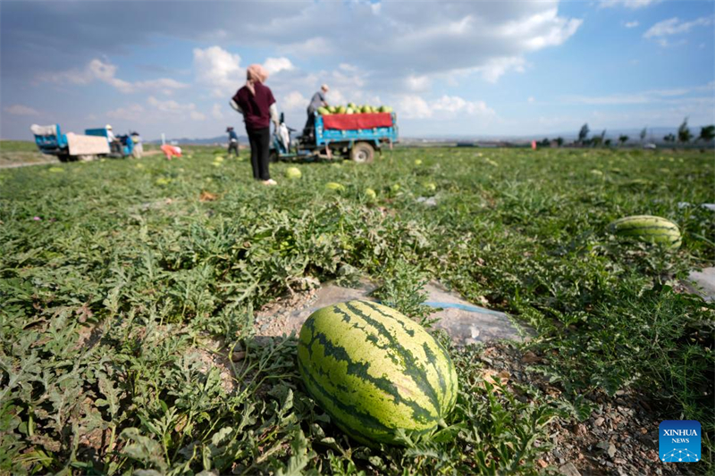 Ningxia : les pastèques Xisha stimulent l'économie rurale à Zhongwei