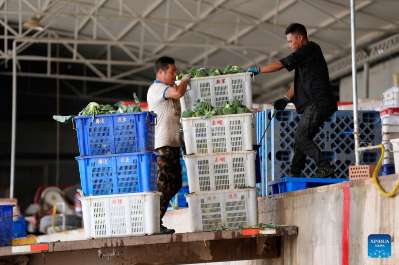 Ningxia : l'industrie des légumes de saison fraîche en plein développement à Guyan