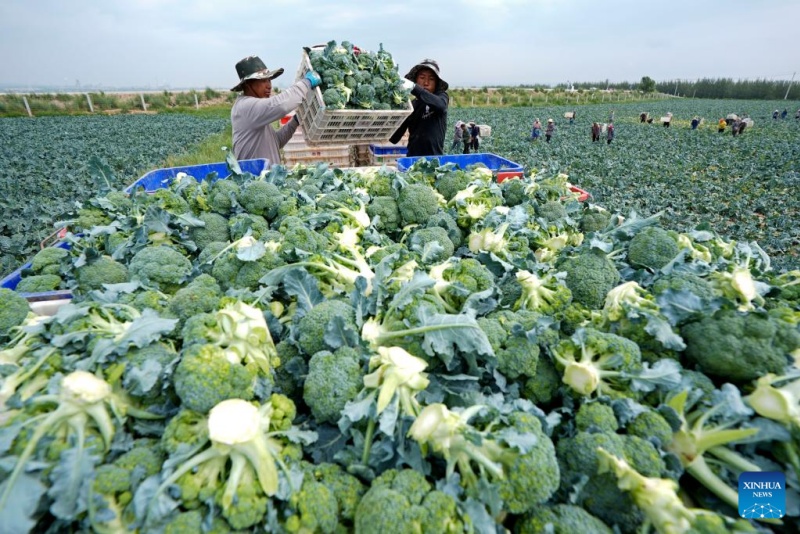 Ningxia : l'industrie des légumes de saison fraîche en plein développement à Guyan