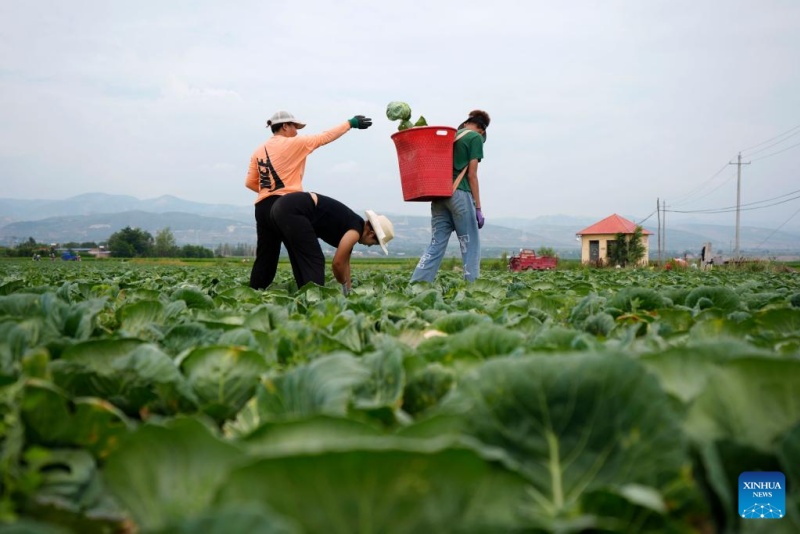 Ningxia : l'industrie des légumes de saison fraîche en plein développement à Guyan