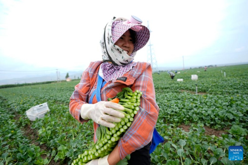 Ningxia : l'industrie des légumes de saison fraîche en plein développement à Guyan