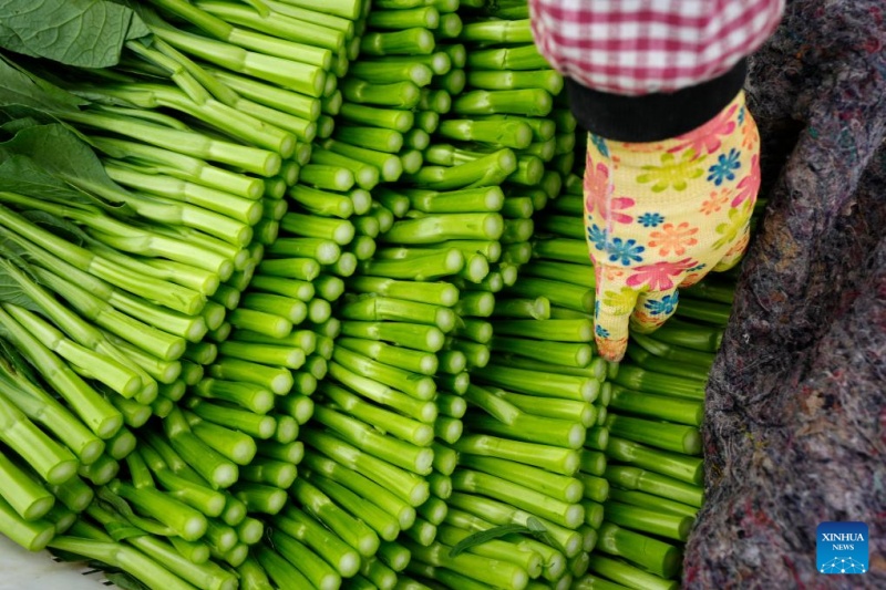 Ningxia : l'industrie des légumes de saison fraîche en plein développement à Guyan