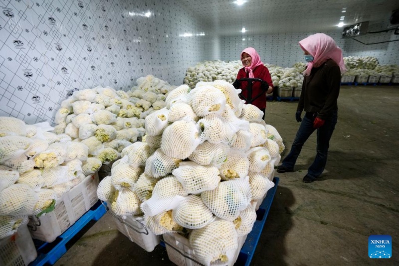 Ningxia : l'industrie des légumes de saison fraîche en plein développement à Guyan