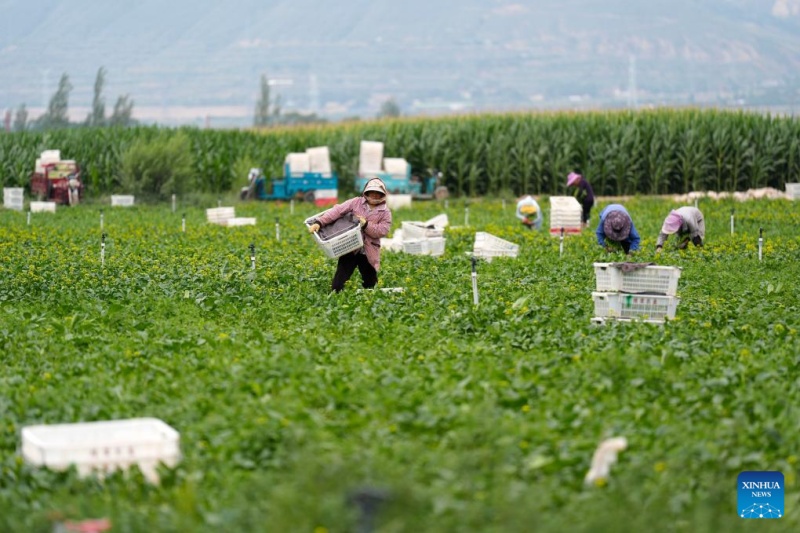 Ningxia : l'industrie des légumes de saison fraîche en plein développement à Guyan