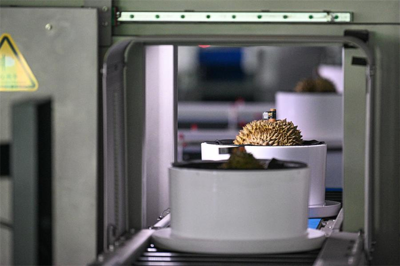 De l'importation à la production : la Chine mise sur la culture locale du durian