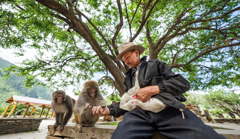 Xizang : histoire en photos d'un protecteur de macaques tibétains