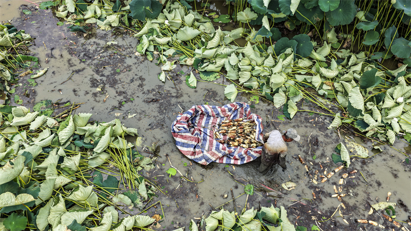 Anhui : la récolte de racines de lotus à Ma'anshan