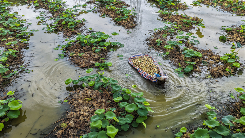 Anhui : la récolte de racines de lotus à Ma'anshan