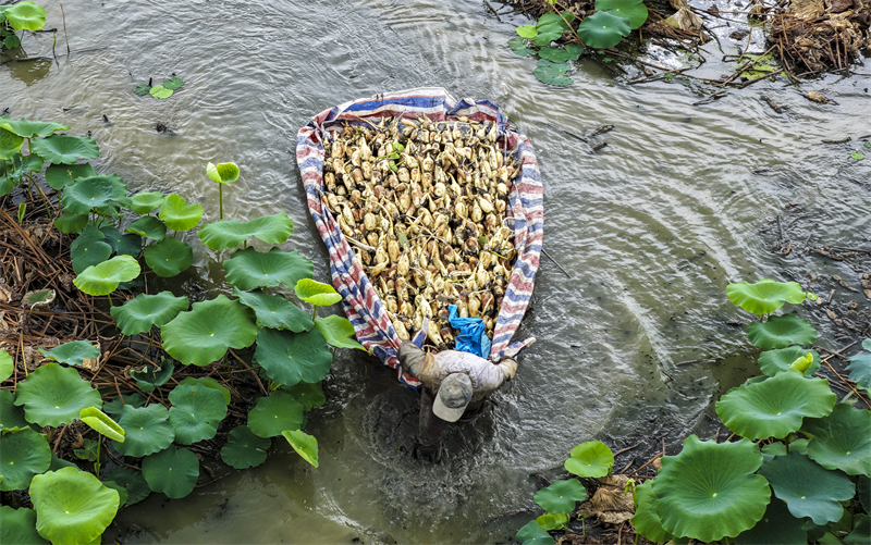 Anhui : la récolte de racines de lotus à Ma'anshan