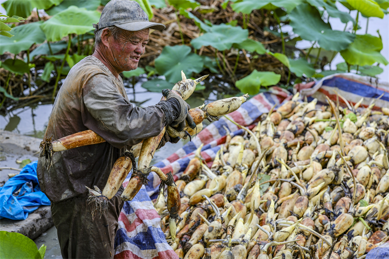 Anhui : la récolte de racines de lotus à Ma'anshan