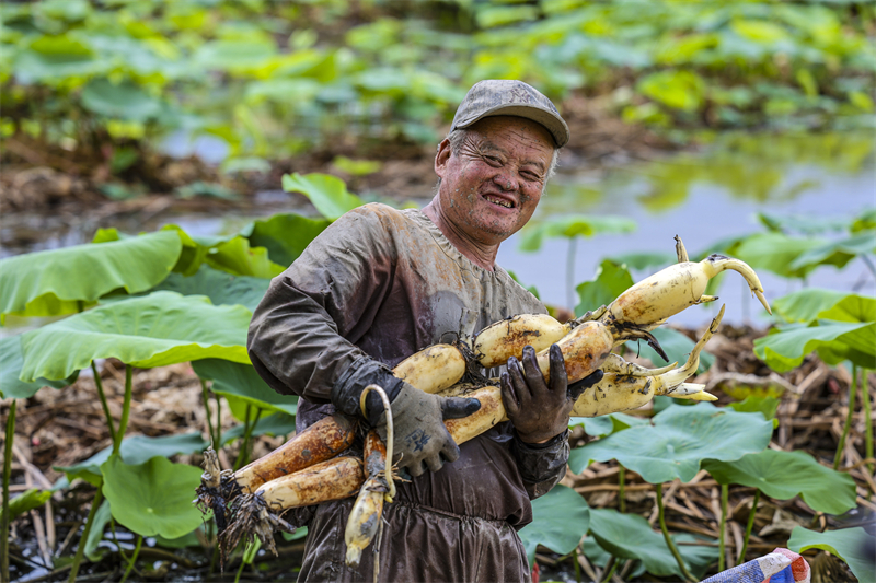 Anhui : la récolte de racines de lotus à Ma'anshan