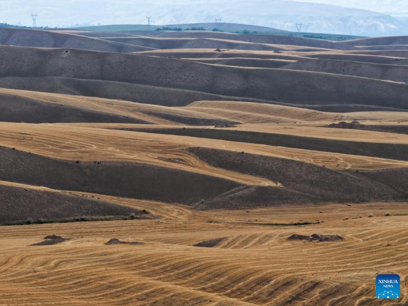 Xinjiang : le blé mûr est prêt pour la récolte à Tekes
