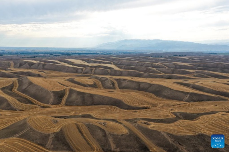 Xinjiang : le blé mûr est prêt pour la récolte à Tekes