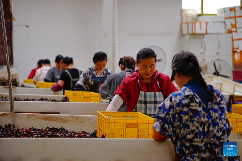 Hubei : les écrevisses de Qianjiang connaissent un succès national et mondial croissant