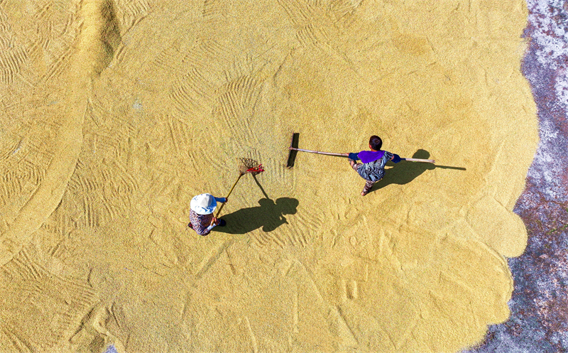 Sichuan : une récolte de riz abondante à Renshou
