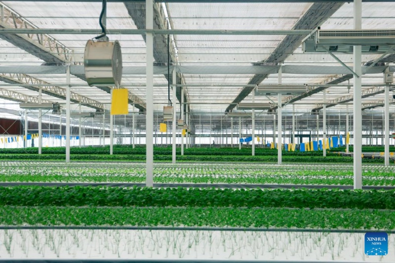 Photo prise le 13 août 2025 montrant une ferme intelligente de style usine dans le canton de Kuqa de la préfecture d'Aksu, dans la région autonome ouïgoure du Xinjiang (nord-ouest de la Chine).(Liu Jiaqi/Xinhua)