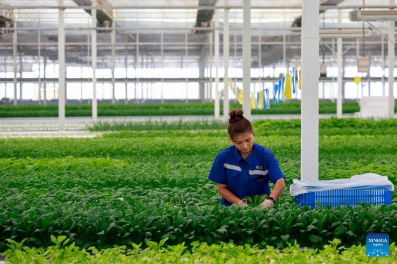 Xinjiang : une ferme intelligente de style usine à Kuqa