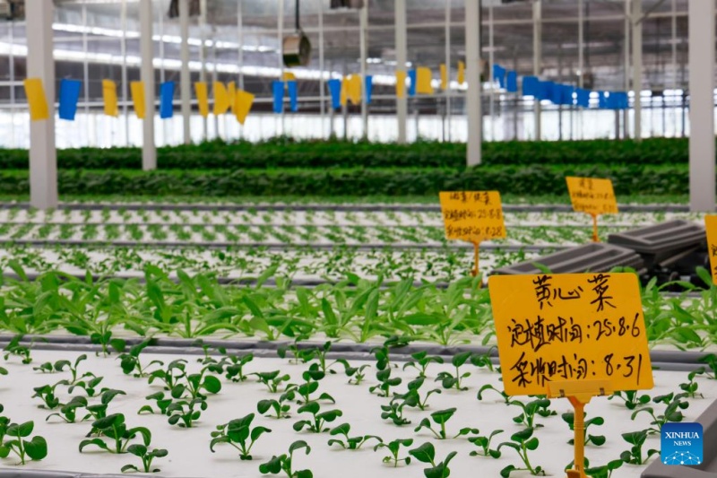 Xinjiang : une ferme intelligente de style usine à Kuqa