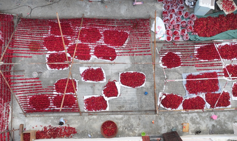 Xinjiang : une récolte abondante de piments au début de l'automne à Barkol