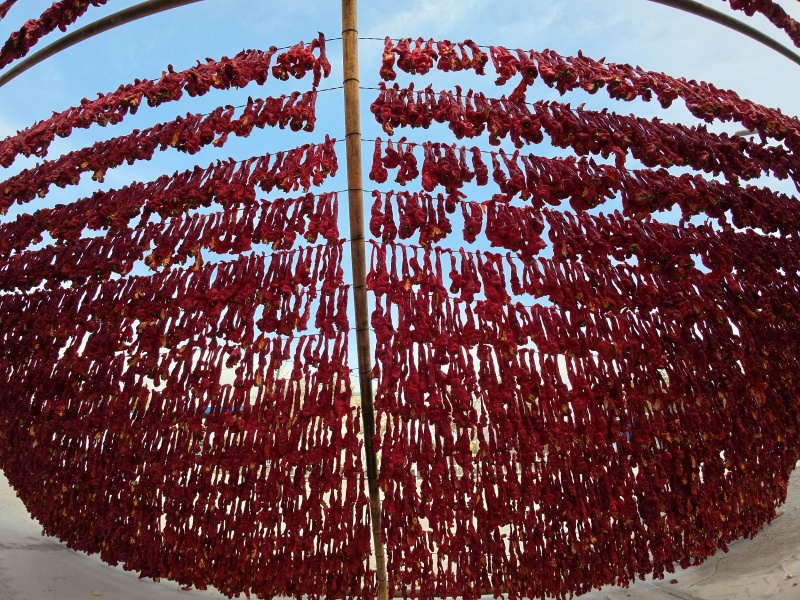 Xinjiang : une récolte abondante de piments au début de l'automne à Barkol