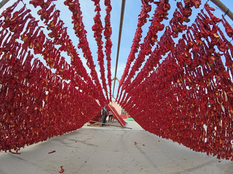 Xinjiang : une récolte abondante de piments au début de l'automne à Barkol