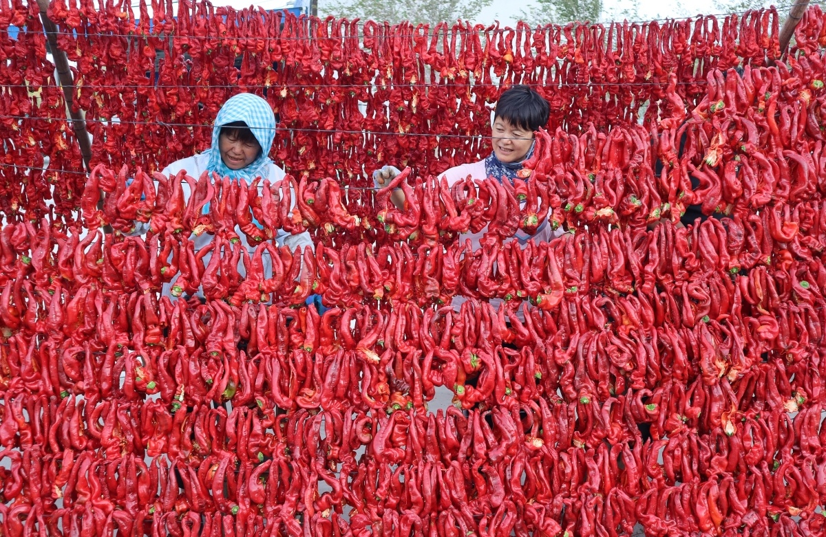 Xinjiang : une récolte abondante de piments au début de l'automne à Barkol