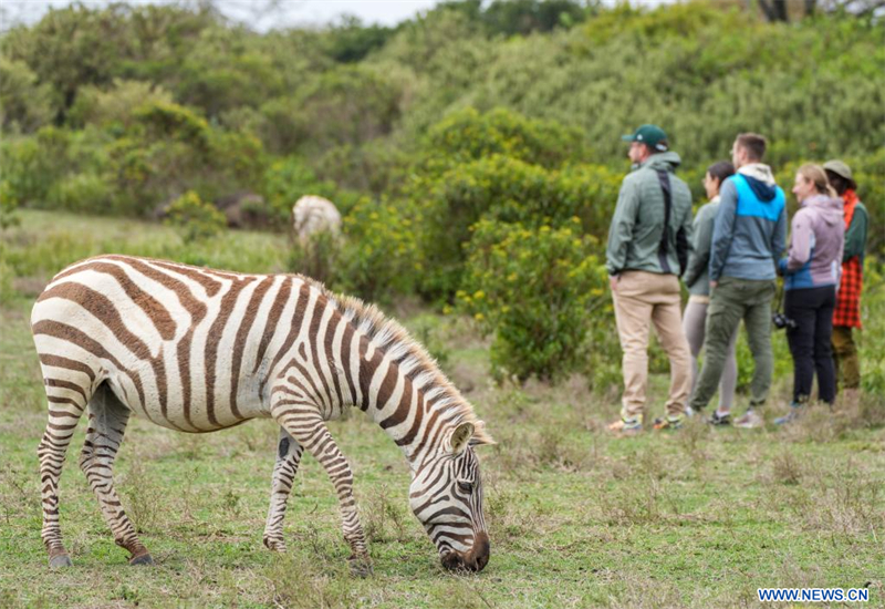 Un zèbre passe devant des touristes sur l'île Crescent, sur le lac Naivasha, dans le comté de Nakuru, au Kenya, le 23 août 2025. Le lac Naivasha, situé dans la vallée du Grand Rift à une altitude d'environ 1.900 mètres, est un lac d'eau douce. Son île Crescent est connue pour la faune sauvage en liberté, notamment des girafes, des zèbres et des antilopes. (Xinhua/Li Yahui)